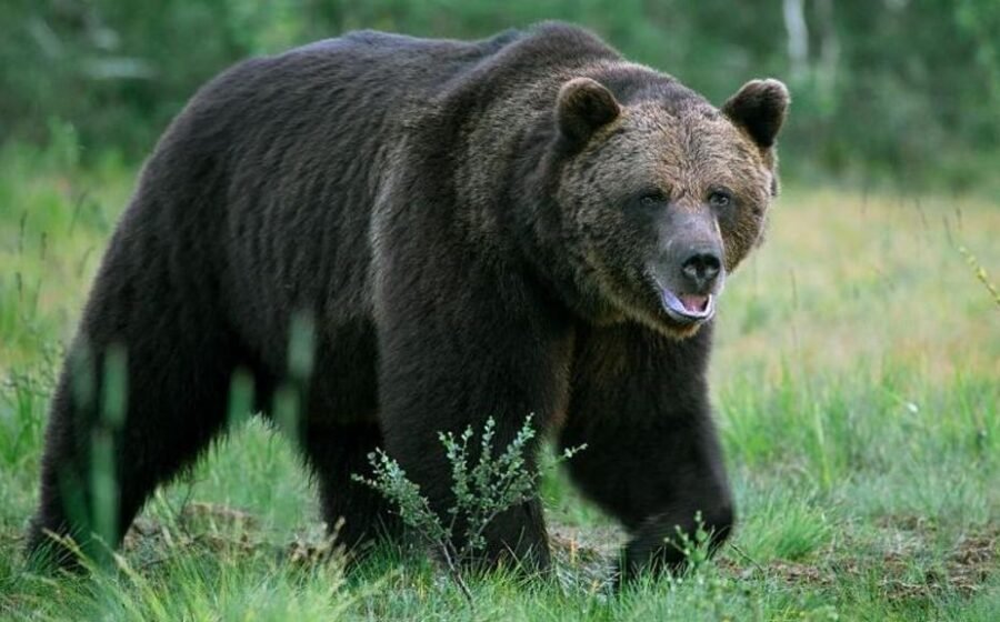 Bear kills man in home attack near Mongolian capital