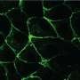 Finding their sense of direction: Cell movement helps tissues establish polarity