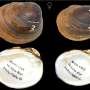 Five new species of freshwater mussels in southern US uncovered by researchers