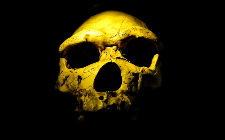 Scientists found Homo erectus 200,000 years earlier than expected