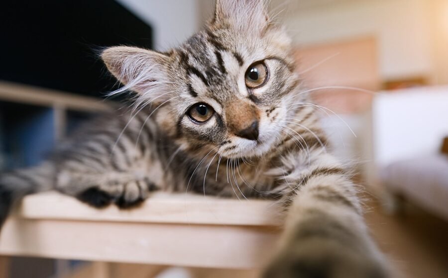 PETA joins push by parents to reinstate bus driver fired for letting student rescue a kitten