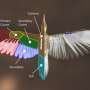 Imperial woodpecker returns to life as a detailed digital specimen