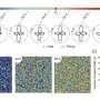 Laser pulses bring order to a quantum material's tiny electrical regions