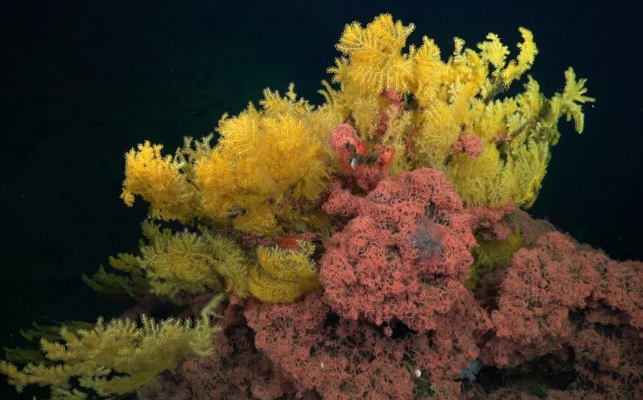 This “golden tree” coral was too strange for any known family