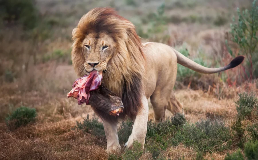 Scientists changed how zoo lions eat. Their wild side came out