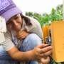 Listening to hidden insects could give farmers an early warning of crop pests