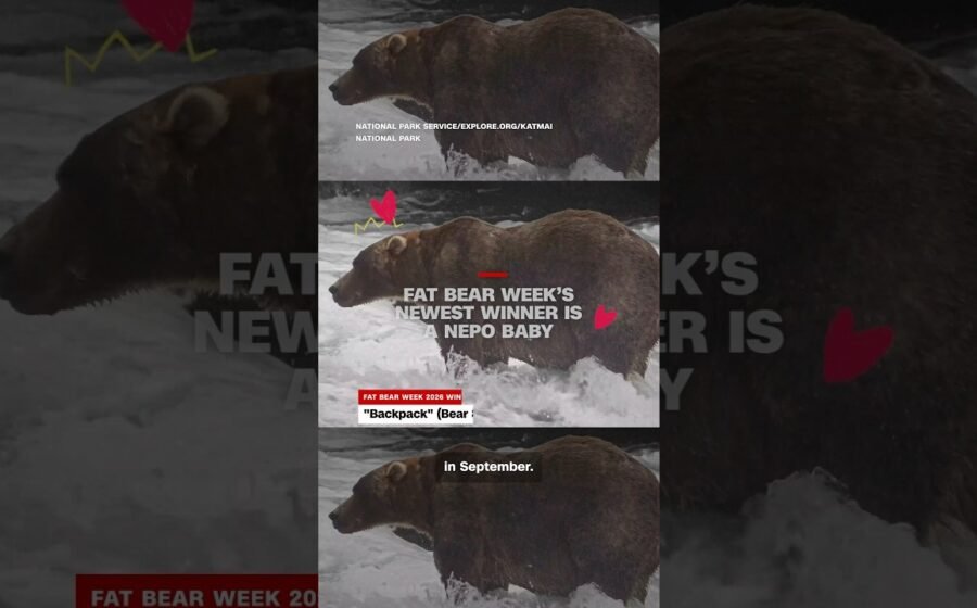 Fat Bear Week’s newest winner is a nepo baby