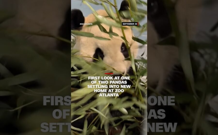 First images of Pandas at Atlanta Zoo