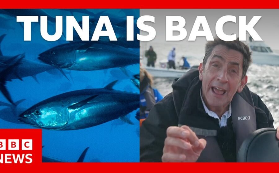 Tuna had almost vanished from UK seas – now it’s back. How? | BBC News