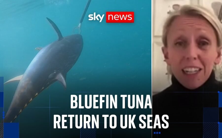 Bluefin tuna makes major comeback in UK waters after decades of decline