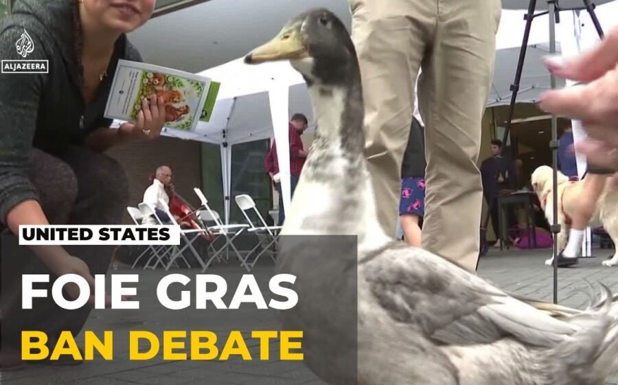 Foie gras debate goes to the ballots: Voters to decide foie gras ban on November 3