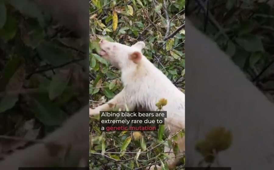 Video shows rare albino Asian black bear