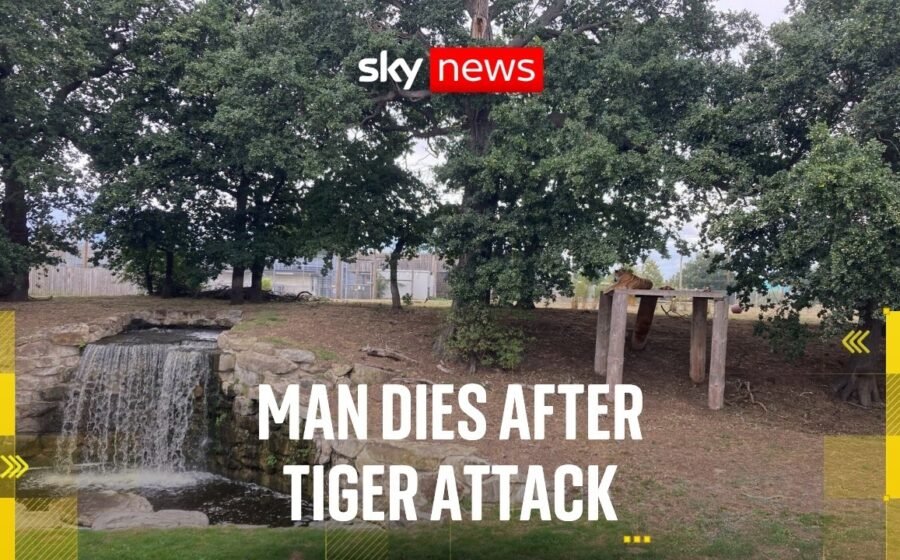 Man dies after attack by tiger at UK wildlife park