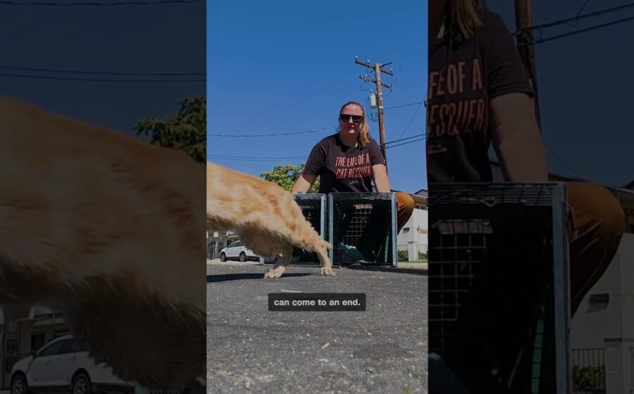 How one backyard stray sparked a mission to save the ‘Cats of San Bernardino’