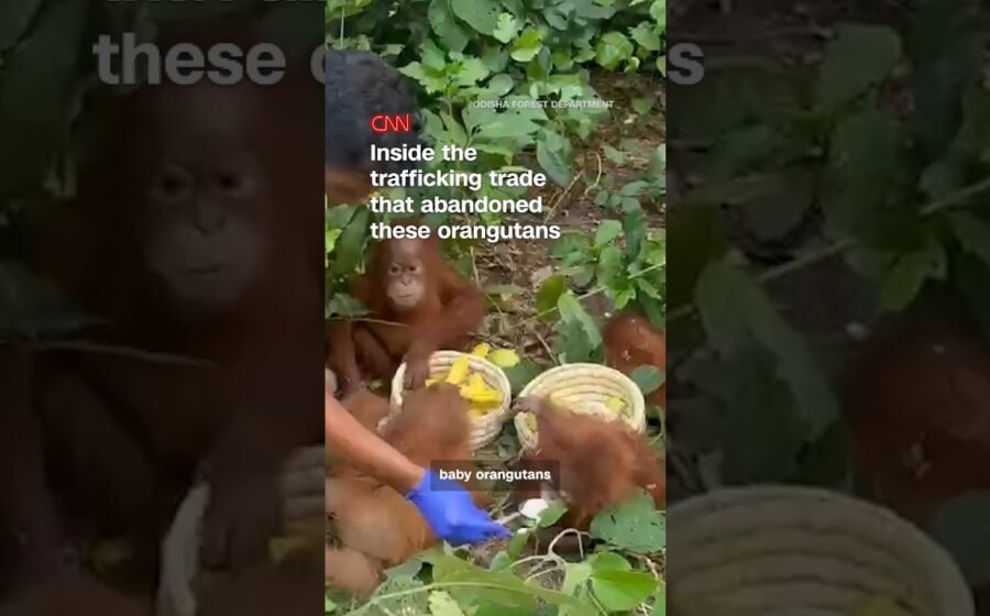 Inside the trafficking trade that abandoned these orangutans