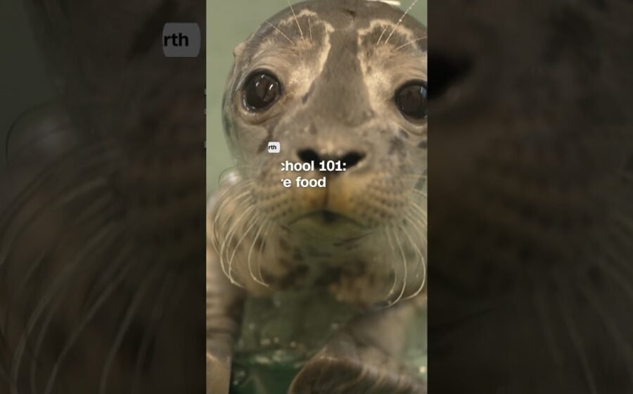School’s in session for these seal pups. Their first lesson? Fish are food