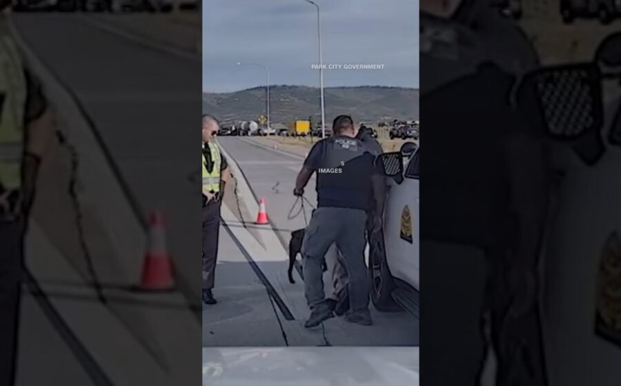 Police dog survives after jumping off a freeway overpass