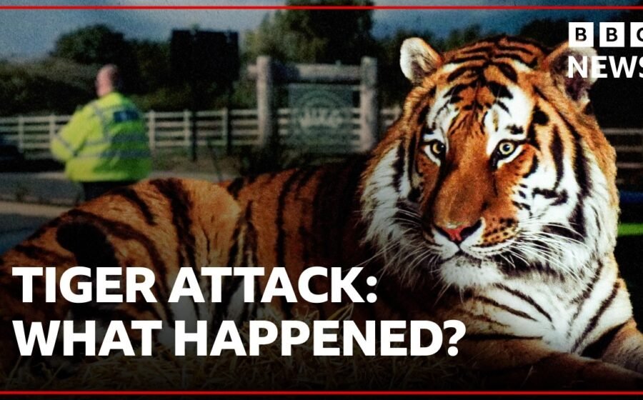 What happened during a fatal tiger attack on a man at wildlife park? | BBC News