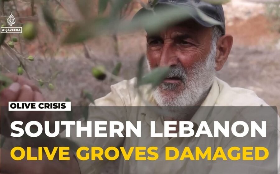 Aftermath in southern Lebanon: Israeli actions damage 22% of agriculture land