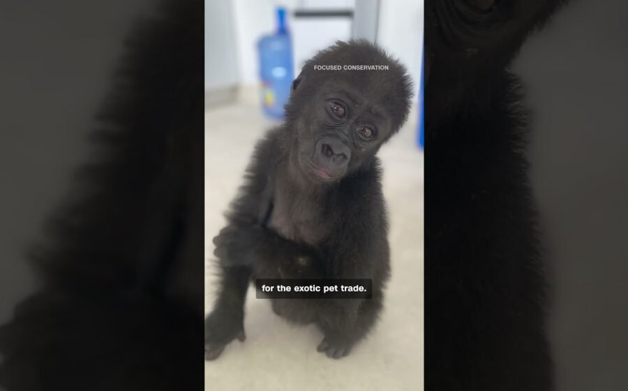 One gorilla’s journey from illegal traffickers to the wild