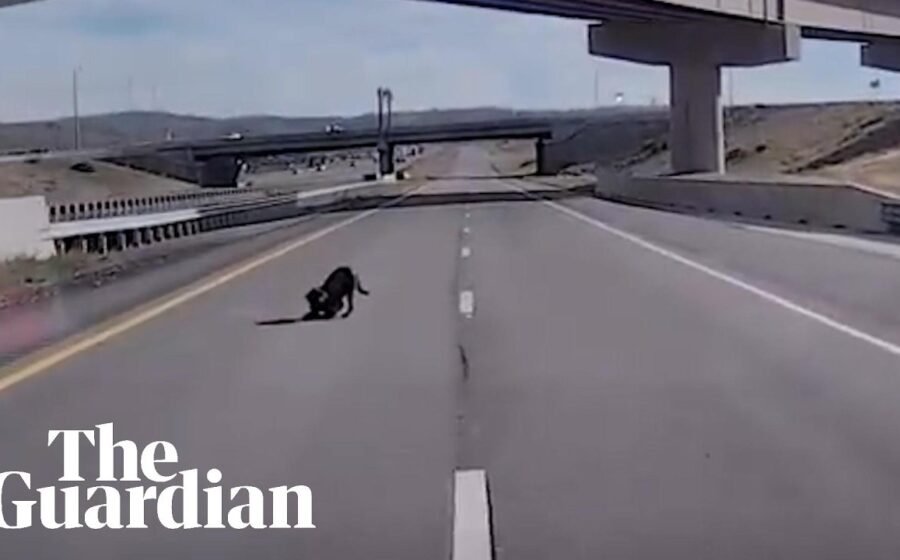 Utah police dog survives injury after leaping from overpass