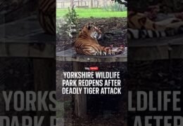 Yorkshire Wildlife Park reopens after deadly tiger attack