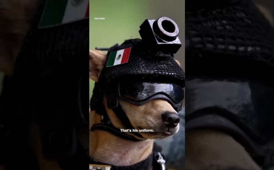 The pint-sized Chihuahua recruited to Mexico’s National Guard