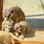 Some threatened species may miss out as zoos try to balance conservation efforts with competing pressures