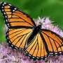 Wildlife tracking to fill gaps in monarch migration research