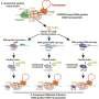 Compact CRISPR alternative uses bacterial proteins to insert large DNA segments