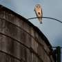 A rare family of barn owls moved into Manhattan's Upper West Side. New Yorkers are captivated