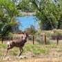 New collar sensor could reveal how wildfire smoke affects animal health
