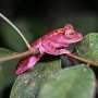 The painstaking task of cataloging the world's species