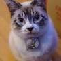 Owners who spend more time close to their cats tend to have more positive moods