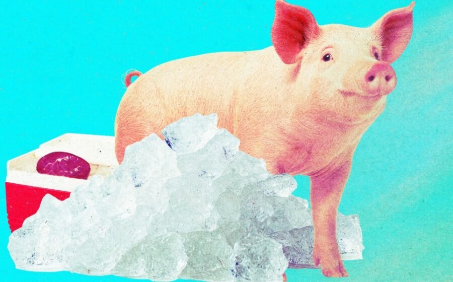Pig kidneys that were “frozen” for a year have been brought back to life