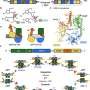 Molecular snapshots reveal how viral enzymes switch between inserting and removing DNA
