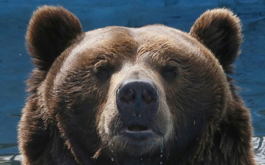 Russia moves to control bear population after 22 people killed