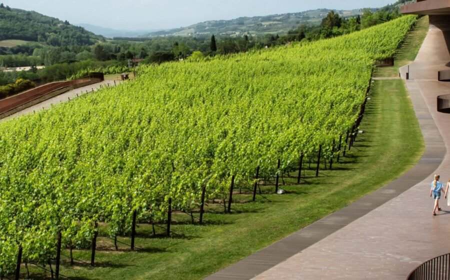 Gang of masked men stole £4.2m worth of red wine from Italy