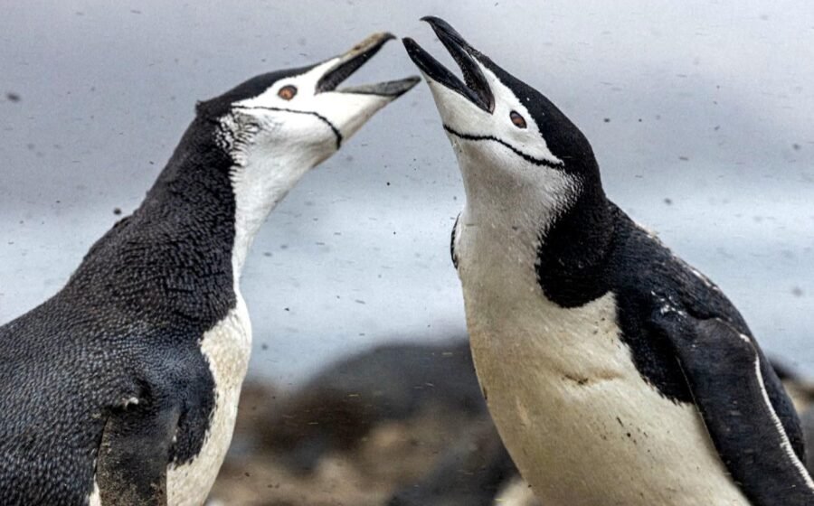 World's largest penguin colony shrinks two-thirds in just 14 years