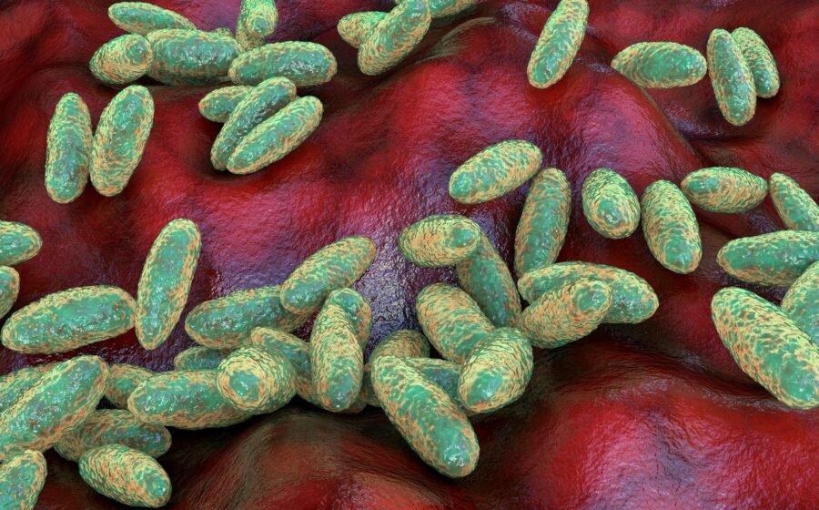Russia denies second case of 'plague' as WHO seeks to verify