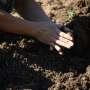 Replanted landscapes can look restored while soil fungi still lag behind