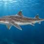 Spiny dogfish blood contains a hormone long thought absent in sharks