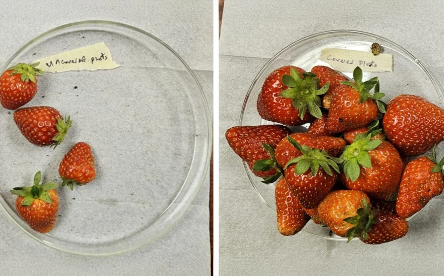 New “plant armor” more than triples strawberry yields