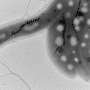 Measuring deep-ocean oxygen with microscopic magnetic fossils