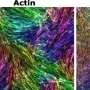 The force behind our strength: How mechanical processes regulate muscle development