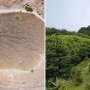 Ascension Island: How a planting project created a lush cloud forest