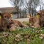 Cows deliver healthy calves without embryonic protein long thought essential for pregnancy