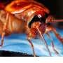 Essential oil sprays kill cockroaches on contact but offer little lasting control