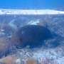 Underwater umbrellas for coral reefs could help protect against heat damage