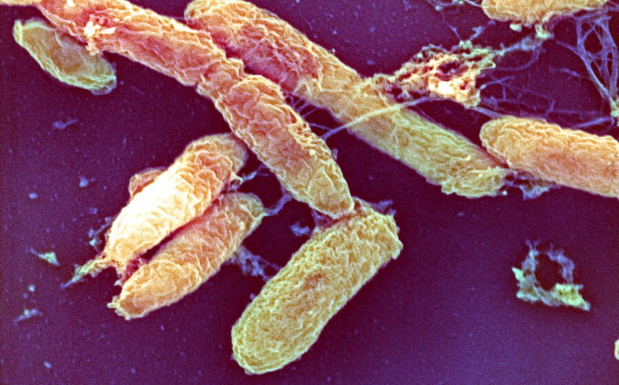 What is the pneumonic plague?